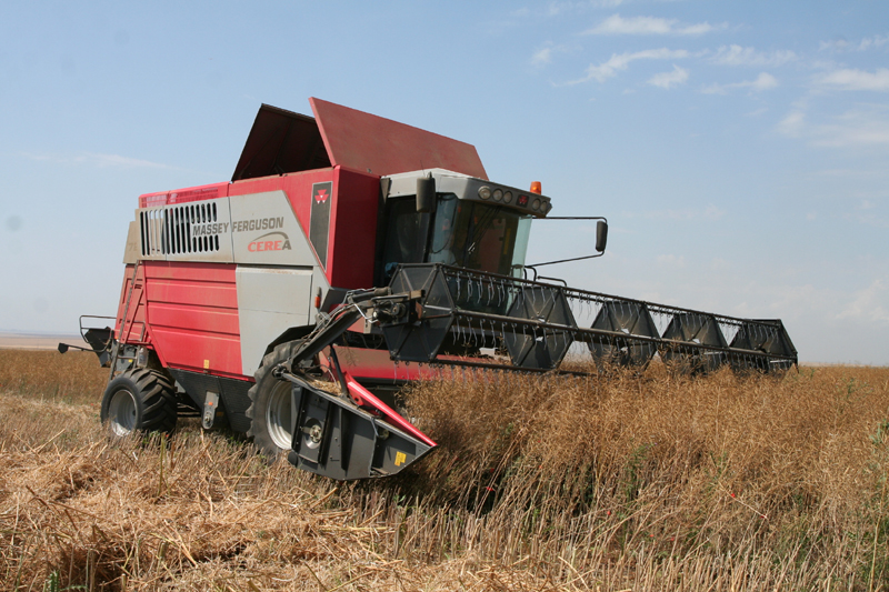 Producția de grâu din județul Constanța a scăzut cu peste 60%, în 2009 - bd0c413c4350a9a29fb9bec5de64e2a6.jpg