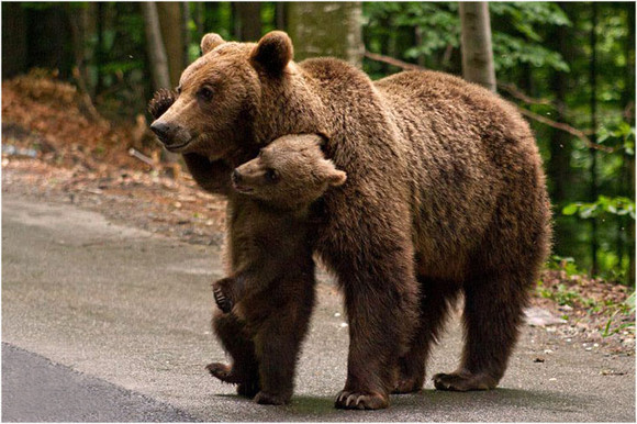 Intervenție a jandarmilor montani în cazul a șase turiști care au cerut ajutor după ce s-au întâlnit cu o ursoaică în Bucegi - bear-1534063058.jpg