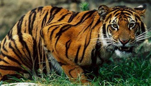 Un tigru a fugit de la Grădina Zoologică din Sibiu și a ajuns într-un cartier de locuințe. Animalul a fost împușcat - bengal-1323774026.jpg