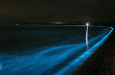 SPECTACULOS: Valuri albastru-neon în Pacific / VIDEO - bioluminescence-1317624897.jpg