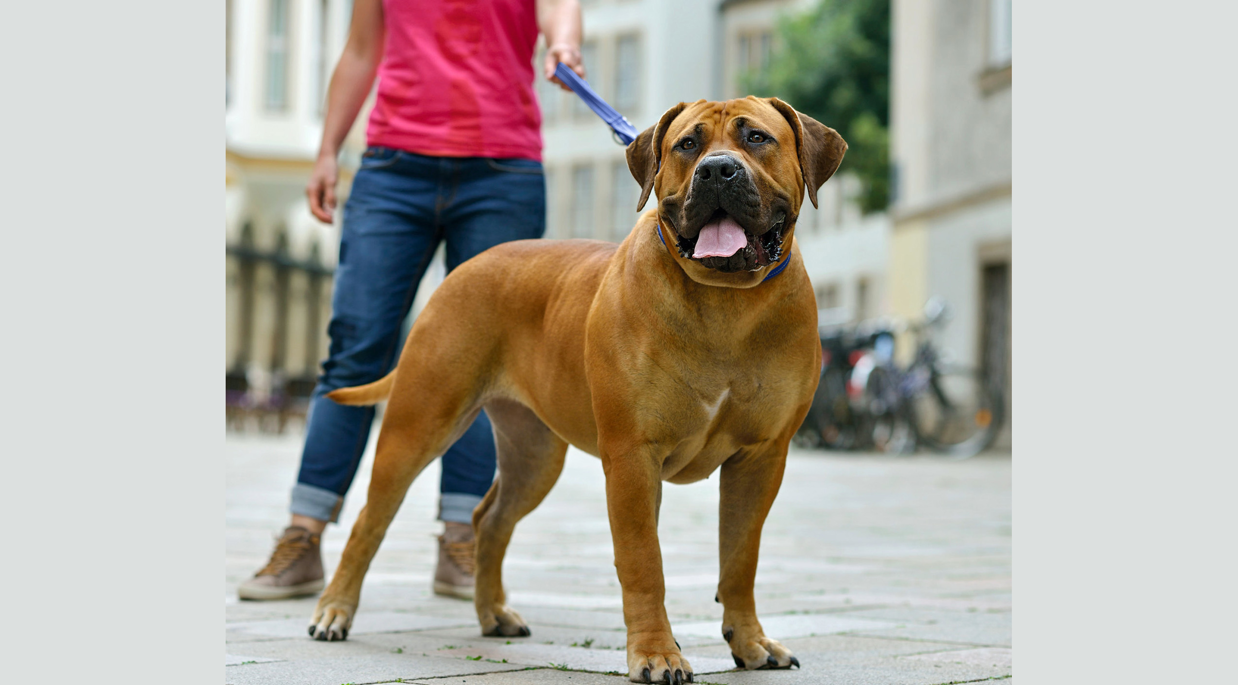 Proprietarii anumitor rase de câini obligați prin lege să încheie polițe de asigurare pentru aceștia - boerboeliii-1694008141.jpg