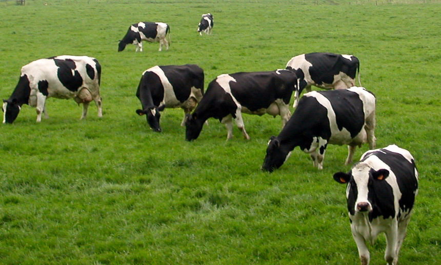 Boala limbii albastre! Iordania a interzis importul de ovine și bovine din România - bovine-1409563012.jpg
