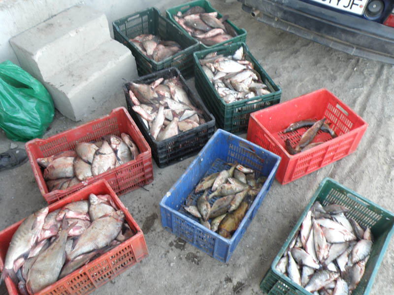 80 de kilograme de pește, confiscate - braconaj1344784198-1381733982.jpg