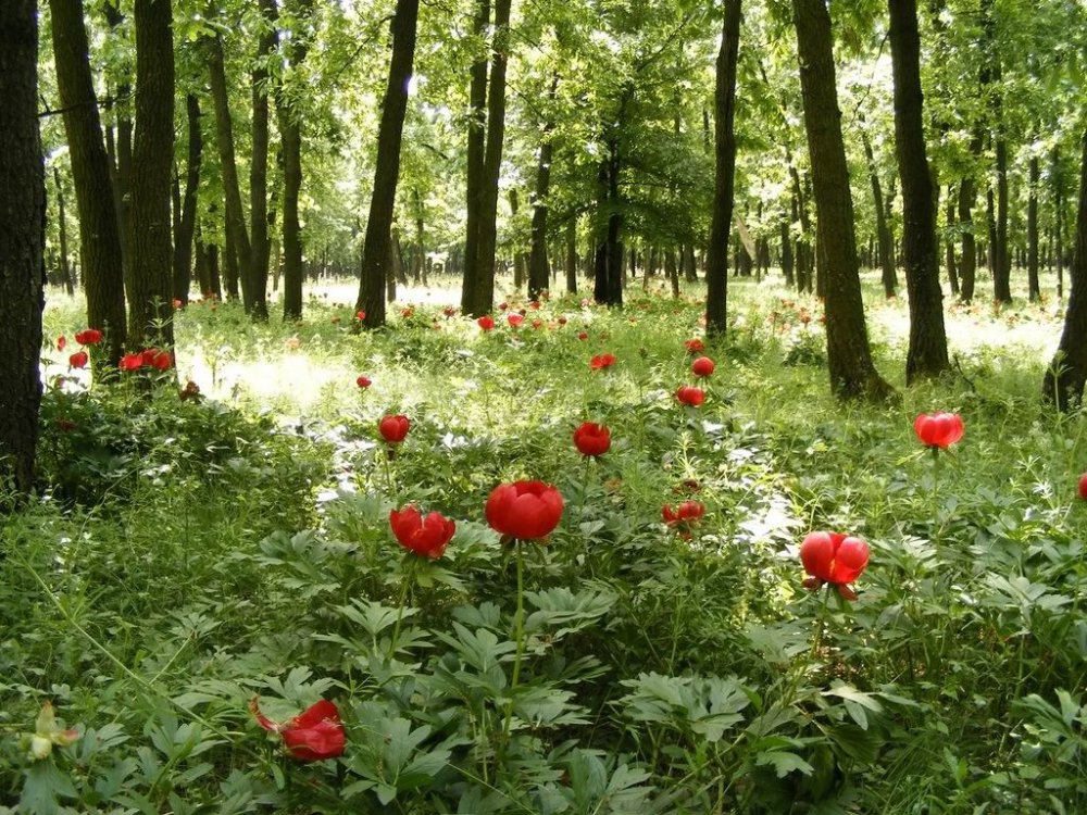 Sărbătoarea bujorului organizată pe 13 și 14 mai în pădurea Plenița - bujor-1683650887.jpg