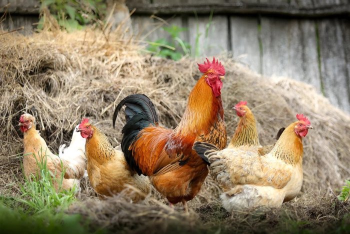 Bulgaria va sacrifica 19.000 de găini pentru a opri răspândirea gripei aviare - bulgariagaini-1666703952.jpg
