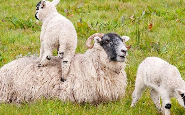 Bulgaria: Febră aftoasă la ovine și bovine - bulgariasiapropussaexporteovinei-1407422210.jpg
