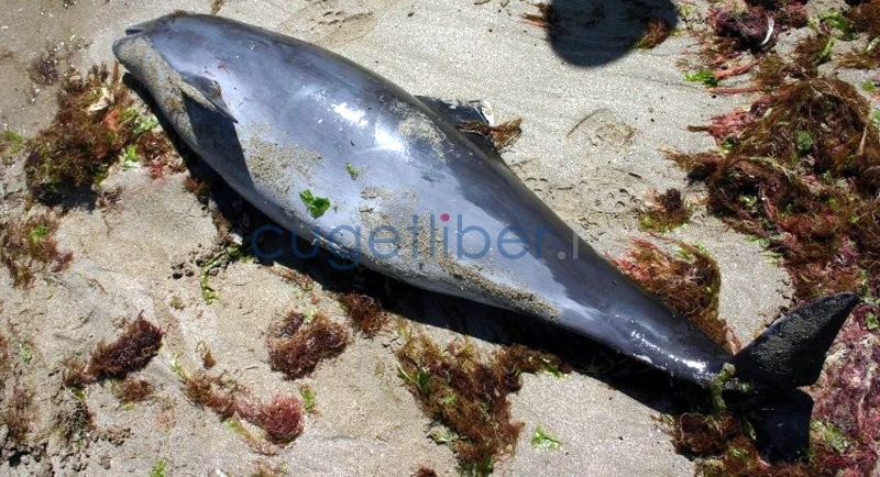 Doi delfini, morți pe plaja din Eforie Sud - c07969d7b6bf5fa22409039424748c99.jpg