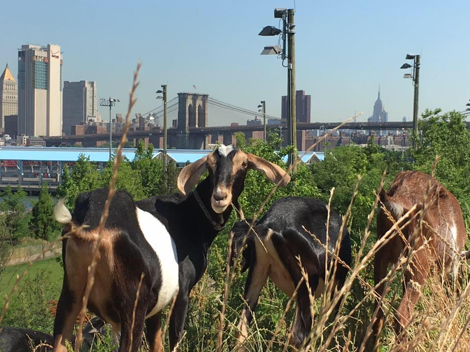 New York apelează la capre pentru a curăţa buruienile din parcuri - cabrasfotodegreangoats-1688815613.jpg