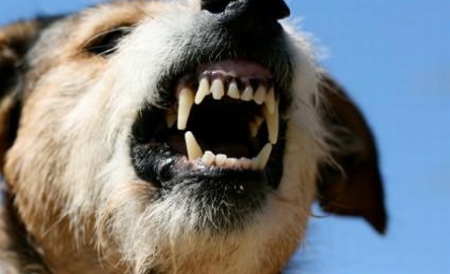 România condamnată la CEDO pentru că nu a soluționat problema câinilor comunitari - caine-1311769358.jpg