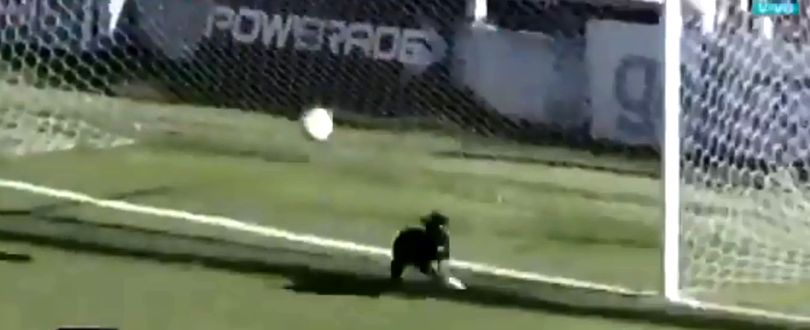 Video incredibil! Momentul în care un câine a ajutat o echipă de fotbal să nu primească gol - caine-1544012791.jpg