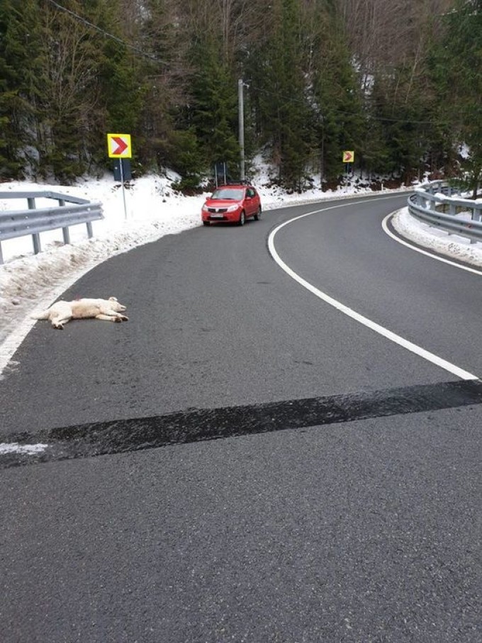 Maramureș: Un câine a fost împușcat pe drum, în fața unui copil de 6 ani - caine-1578766529.jpg
