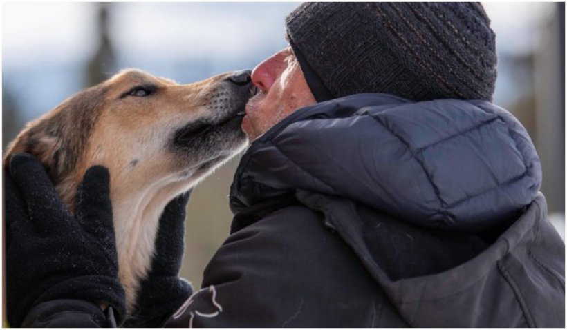 Un câine dispărut în timpul unei curse cu sănii din Alaska a fost găsit după trei luni - caine-1654436236.jpg
