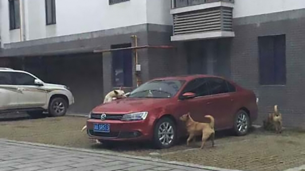 VIDEO VIRAL! Un șofer a bătut un câine, dar nu va uita niciodată răzbunarea acestuia - caine00425300-1571035704.jpg