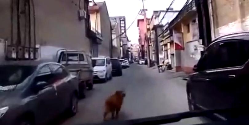 VIDEO | Momentul în care un câine loial a ajutat o ambulanță să ajungă la stăpânul său leșinat - caine11-1548328515.jpg