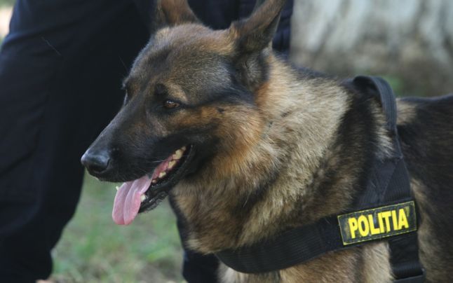 Câinii și caii din Poliție, Jandarmerie și Armată vor primi o pensie lunară - caine2-1538147576.jpg