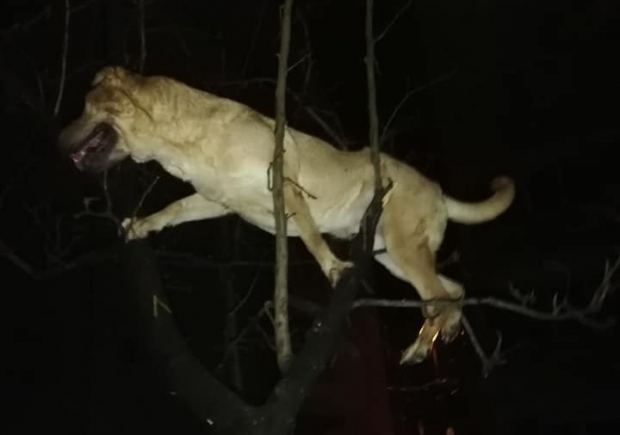 Oameni fără suflet: câine aruncat din mașaină într-un copac. Din fericire, patrupedul a fost salvat - cainecopac23144800-1552130111.jpg