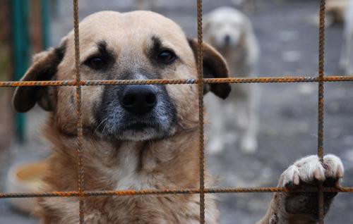 Camera Deputaților nu s-a pronunțat în legătură cu legea privind câinii fără stăpân - caini-1320238926.jpg