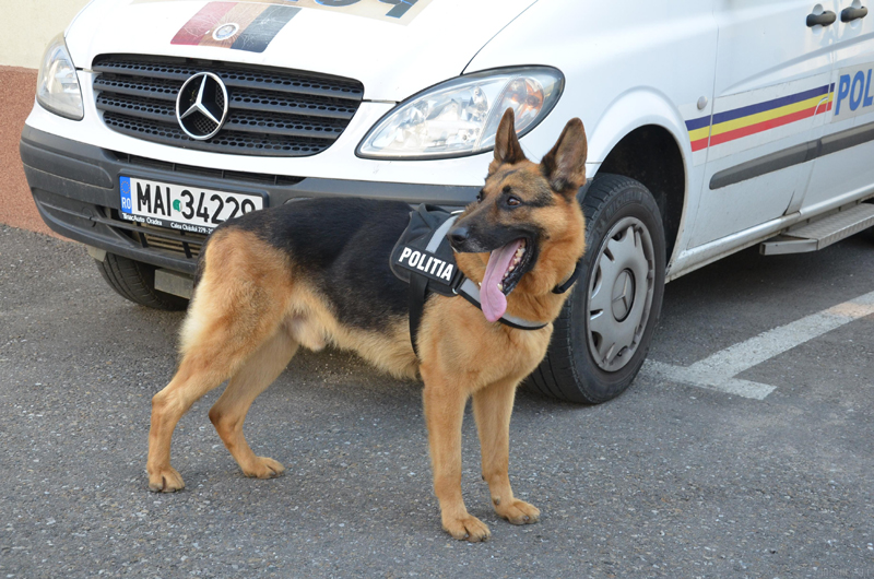Câini de poliție, scoși la vânzare - caini-1475417217.jpg
