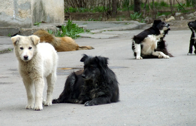 Primăria Năvodari, o nouă strategie pentru problema câinilor fără stăpân - cainicomunitari6-1345578821.jpg