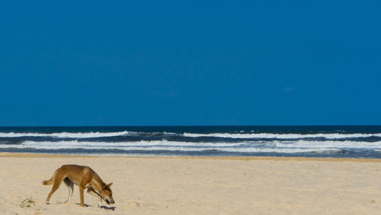 Imagini inedite cu câinii dingo. Rasa sălbatică trăieşte pe insula turistică Fraser - cainidingo-1629034424.jpg