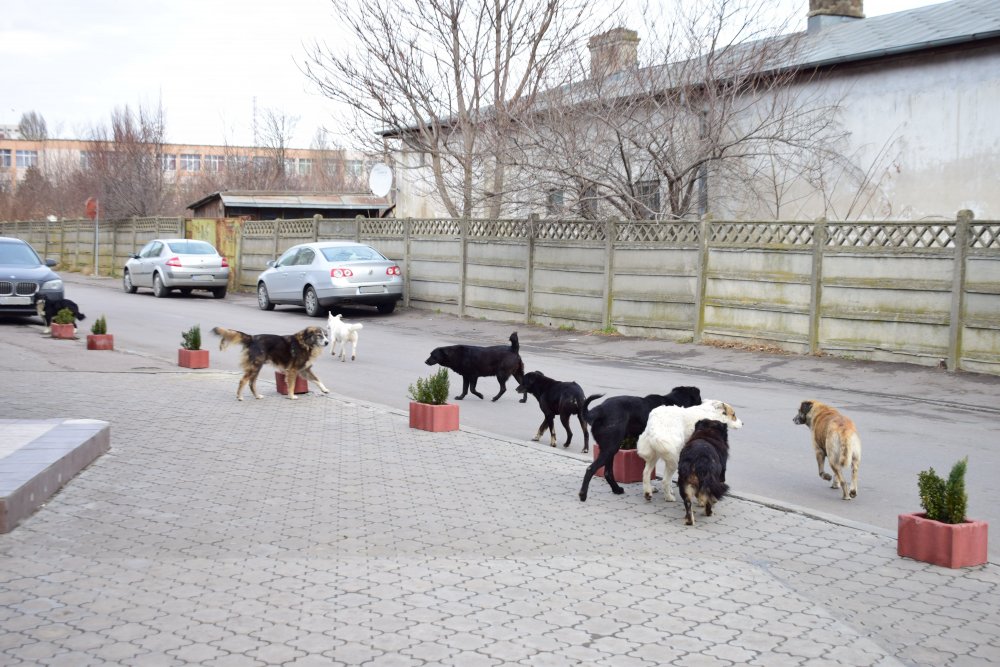 Câinii agresivi din Constanţa, capturaţi de pe domeniul public cu tranchilizante - cainiiagresivi-1646584638.jpg