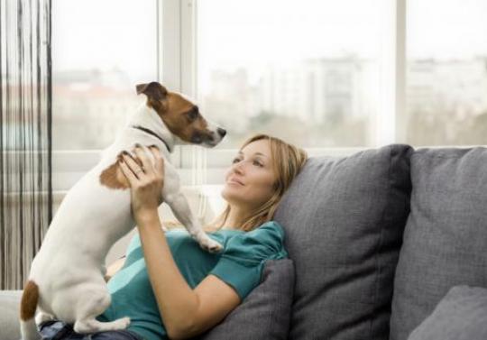 Regulament/ Câți câini pot locui într-un apartament din Năvodari - cainiideapartamentcelemaipotrivi-1349180616.jpg