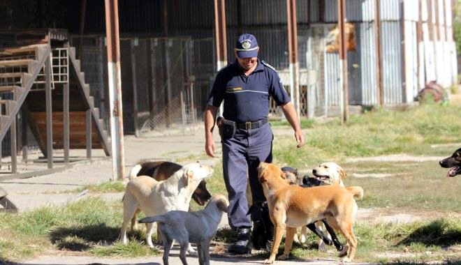 Câini-polițiști,  scoși la vânzare de Garda de Coastă - cainiipolitistiesitilapensiegard-1399816149.jpg