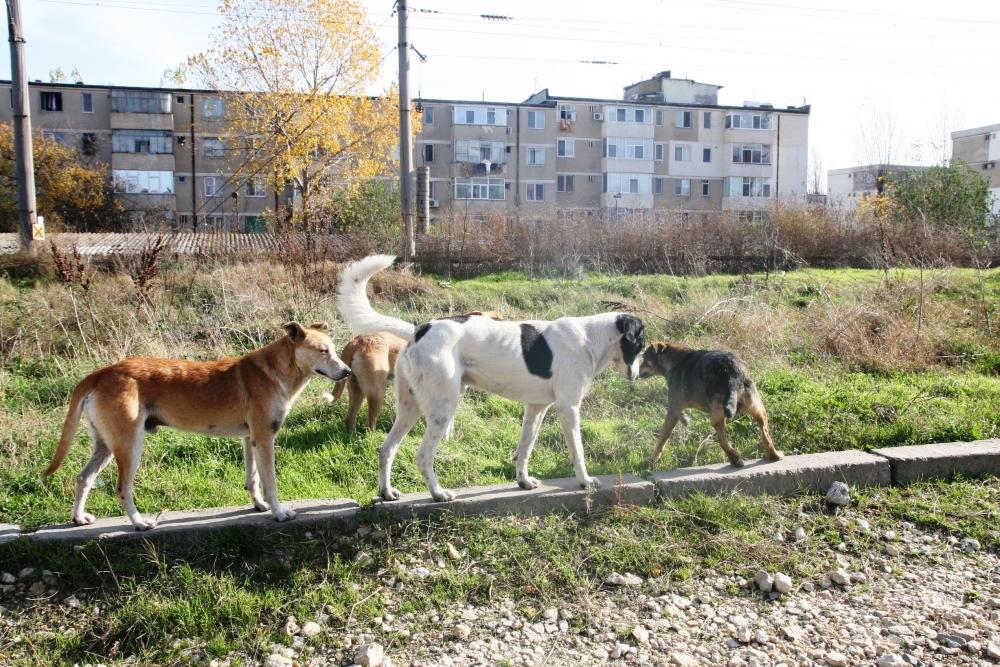 Cum va rezolva MAZĂRE problema câinilor maidanezi din CONSTANȚA? - cainimaidanezi-1371475503.jpg