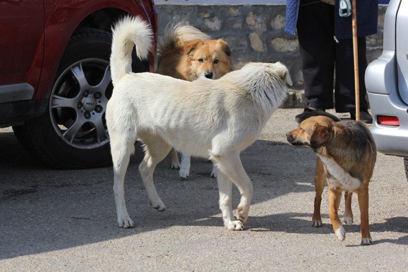 Câinele UCIGAȘ aparține unui ONG - cainimaidanezicomunitari71346949-1378213851.jpg