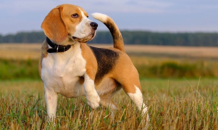Mii de câini din rasa Beagle au fost salvați dintr-o pepinieră, înainte să ajungă cobai - cainisalvati-1660232778.jpg