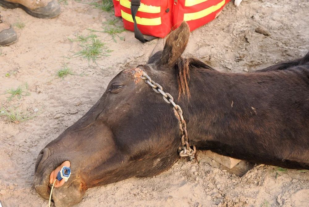 Un cal sălbatic din Delta Dunării a fost chinuit îngrozitor de un localnic - cal-taiat-1684938900.jpg