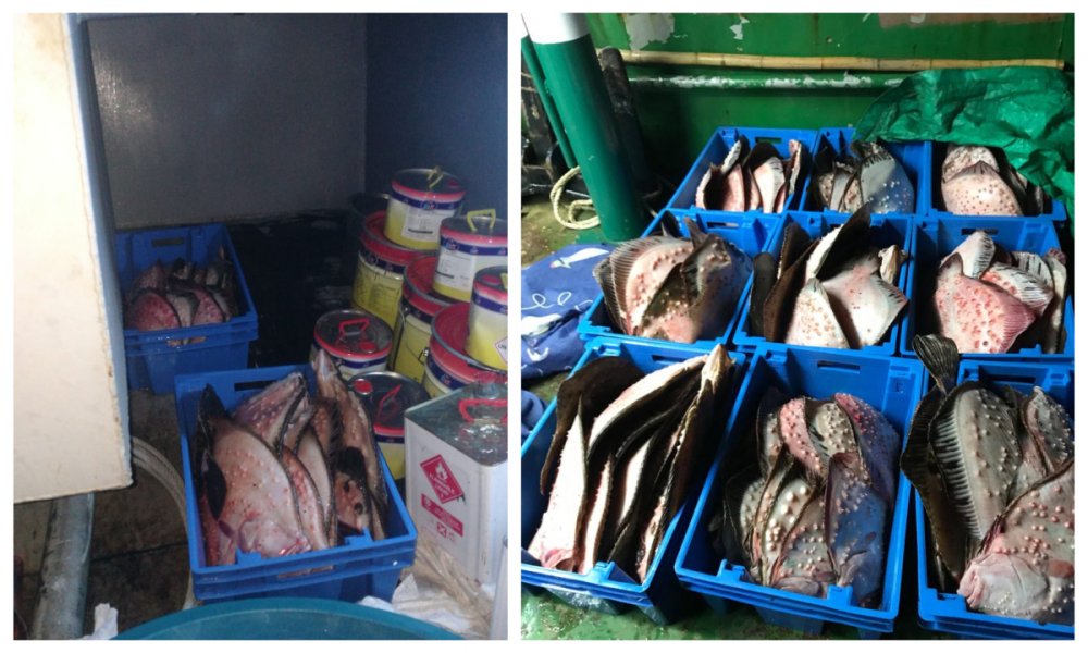 Captură în Portul Tomis: sute de kilograme de calcan, găsite pe un pescador - calcansursagardadecoasta-1584386869.jpg
