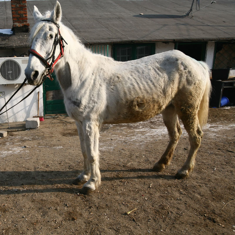 Calul lui Făt Frumos era iapă - calfatfrumos-1337020132.jpg