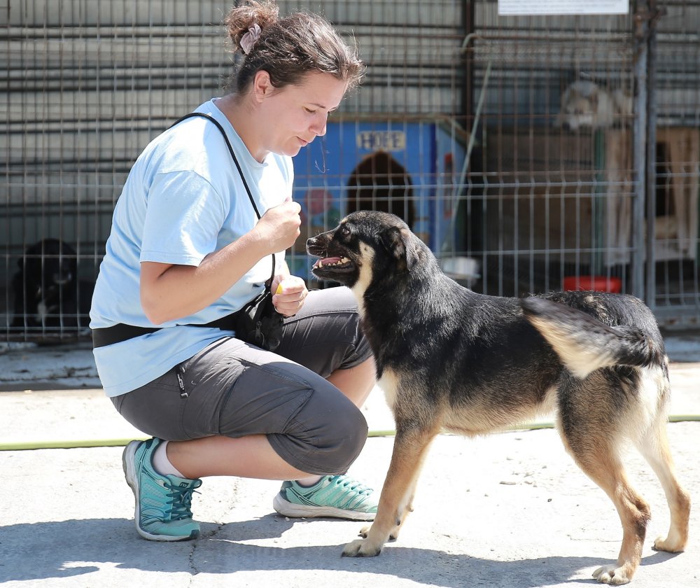 Campanie de sterilizare gratuită a câinilor de rasă comună din Agigea - campaniedesterilizare-1596479435.jpg