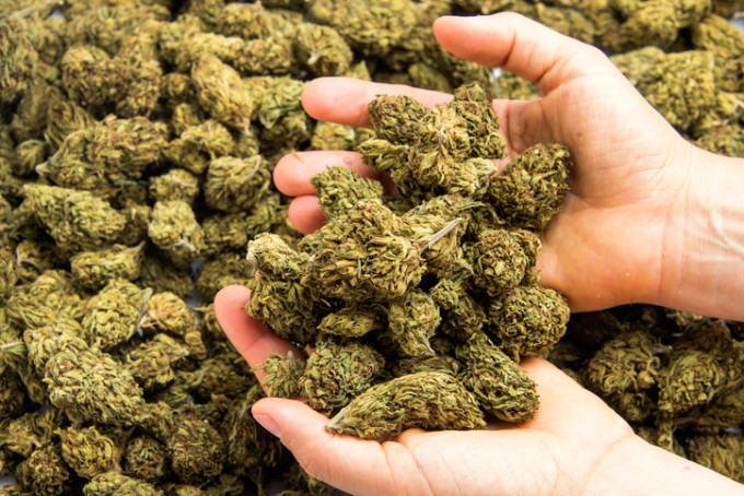 Lidl a început să vândă cannabis. În ce magazine se găsește produsul - canabis-1525443385.jpg