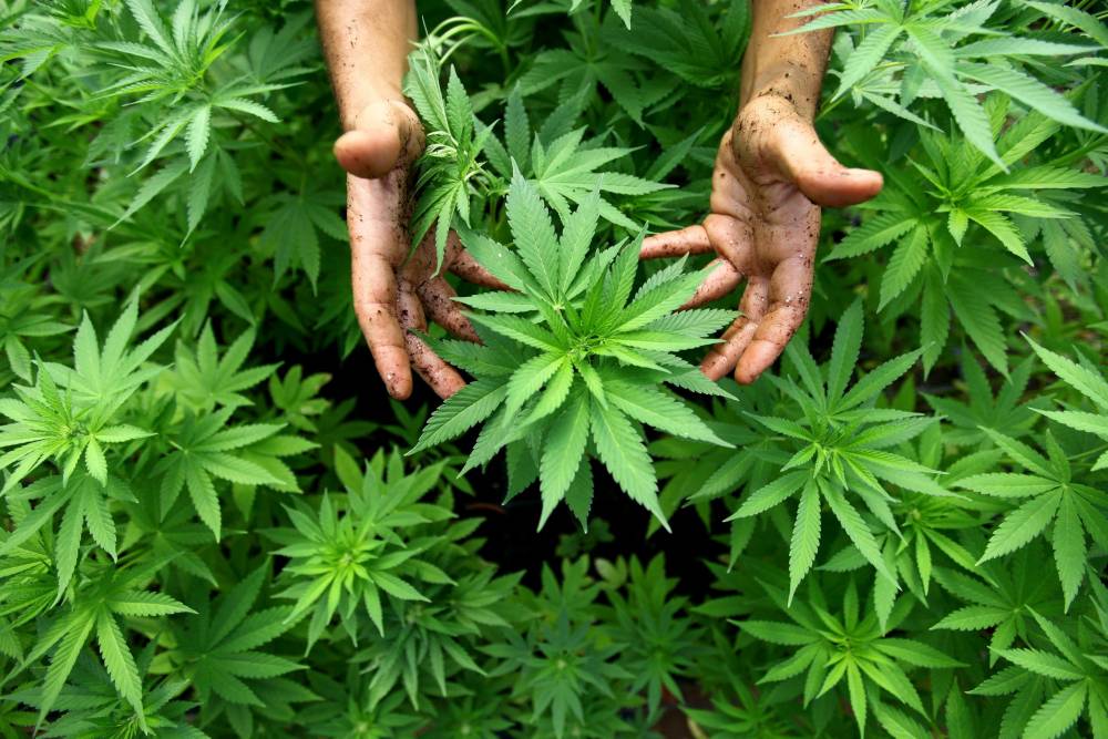 Medicii vor putea în curând să prescrie cannabis pacienților - cannabis-1484902003.jpg
