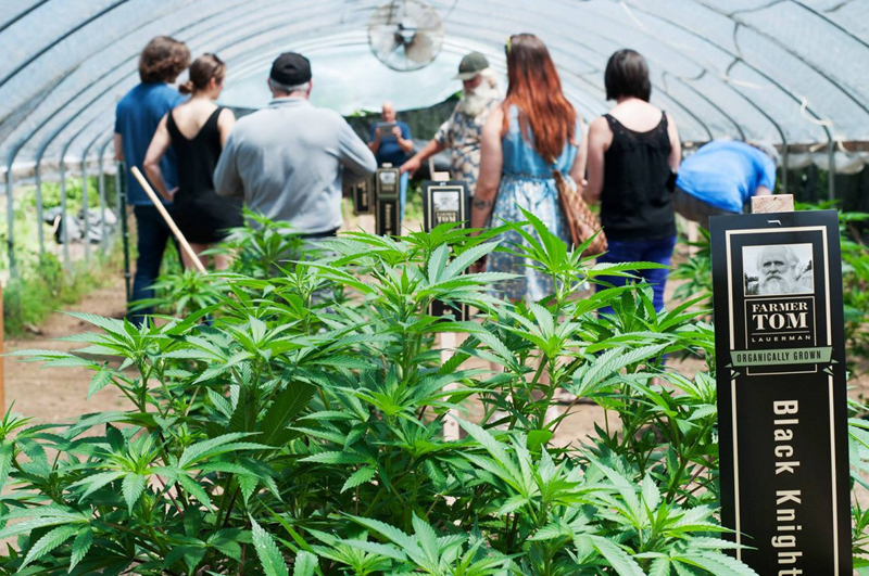 Undă verde la cannabis.  Încă o țară europeană anulează interdicțiile privind cultivarea - cannabis-1487772387.jpg