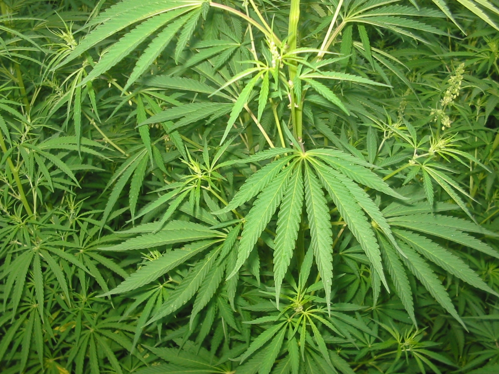Plantație de cannabis într-o garsonieră din Constanța VIDEO - cannabiscrop1-1342186761.jpg