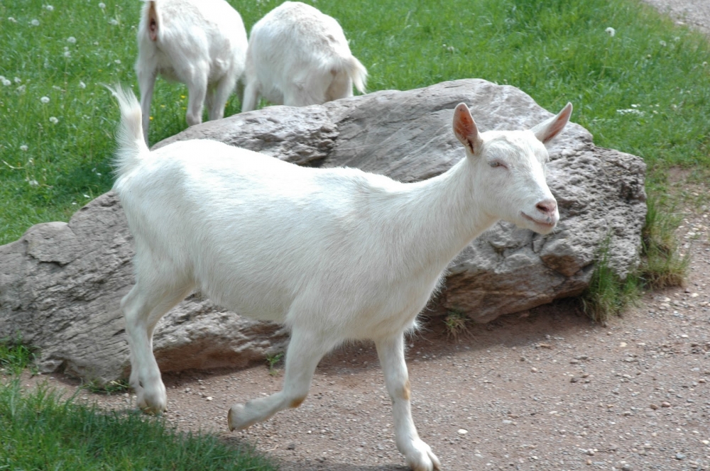 Hoții din Cernavodă fură capre - capra-1346754938.jpg