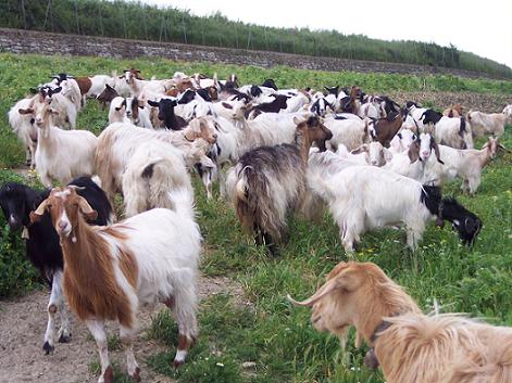 Un hoț din Pantelimon a furat peste 70 de capre - capre-1350809549.jpg