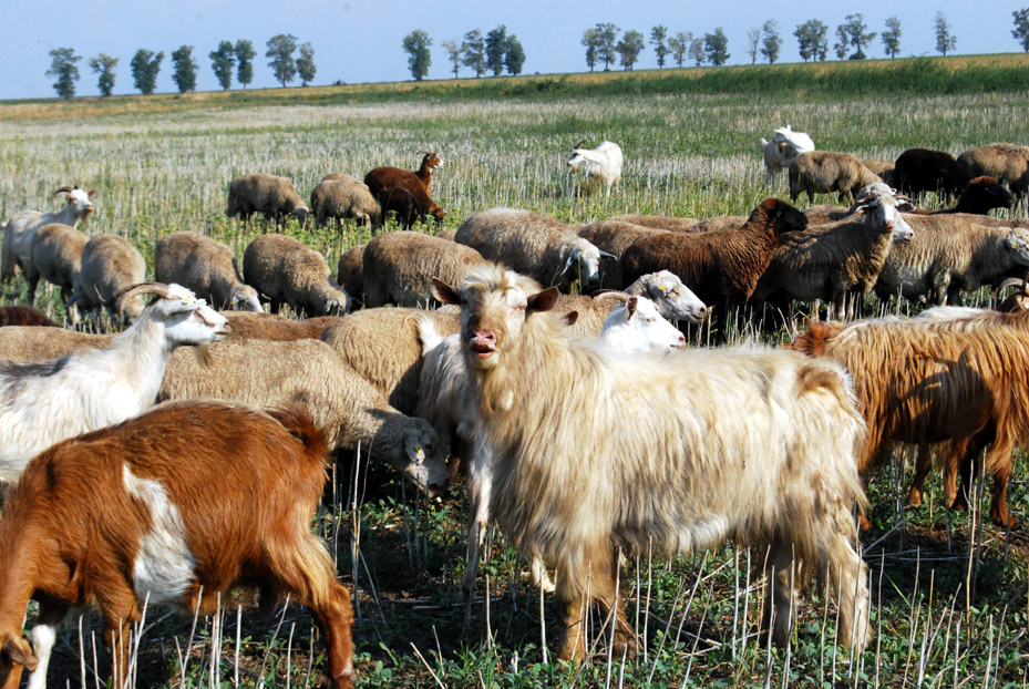 Cum se obține prima pe cap de ovină - caprină? - capreoi-1334162513.jpg