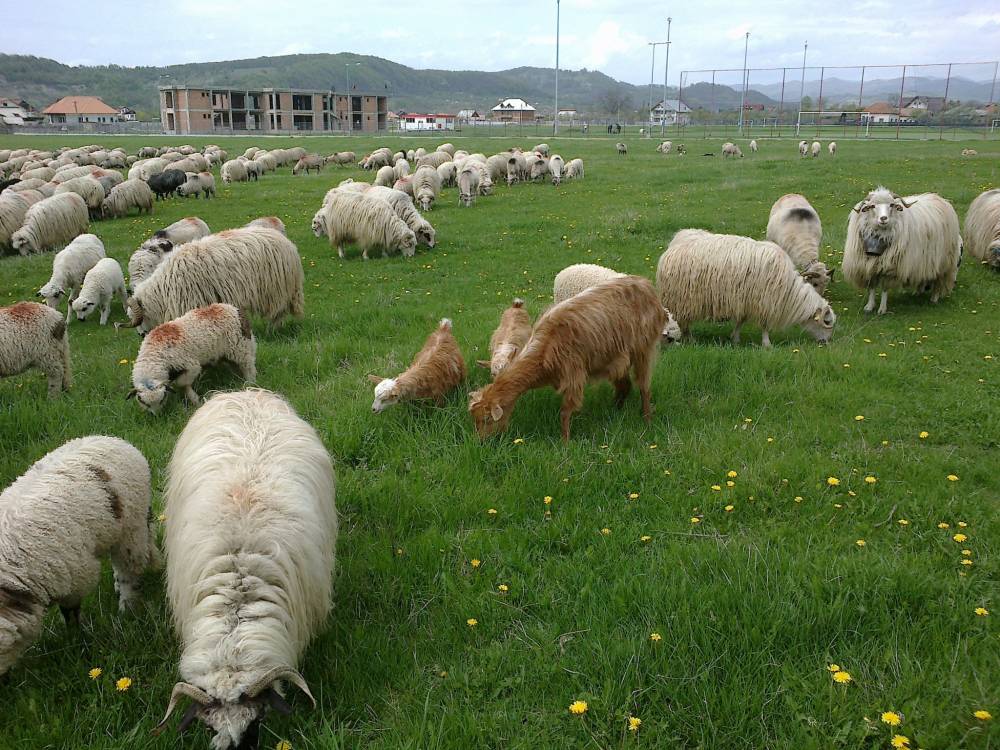 Este oficial: caprele și oile devin monede de schimb - capresioi-1492769082.jpg
