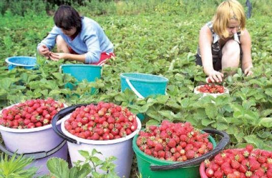 Spania caută din nou căpșunari români - capsunari8-1319716258.jpg