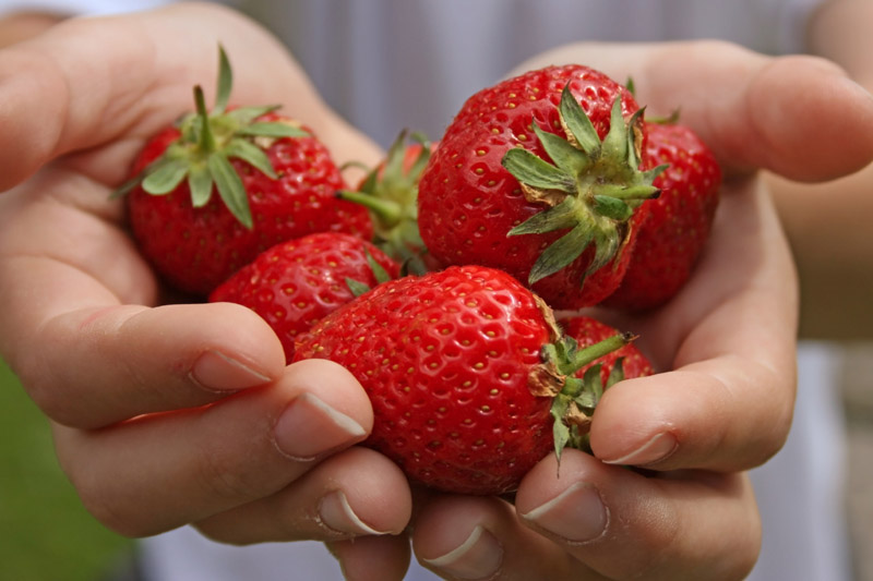Ce boli poți preveni dacă mănânci zilnic căpșuni - capsunibune-1337096071.jpg