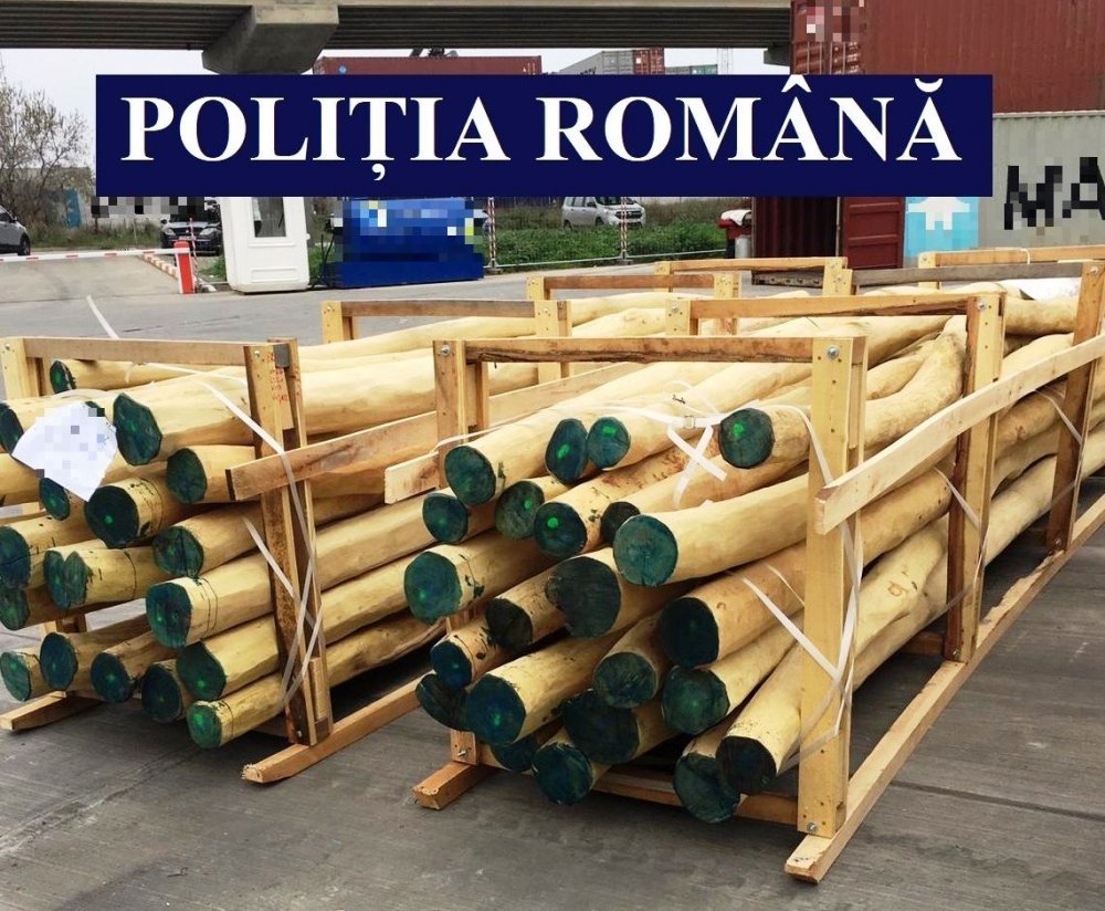 Captură în Portul Constanța: containere cu lemne, confiscate! - capturalemne1-1574371484.jpg