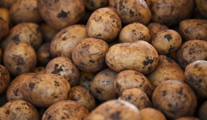 Sprijin pentru cultivatorii de cartofi și struguri de masă, aprobat de Guvern. Cât este subvenția și până când trebuie depusă cererea - cartofi-1655386231.jpg