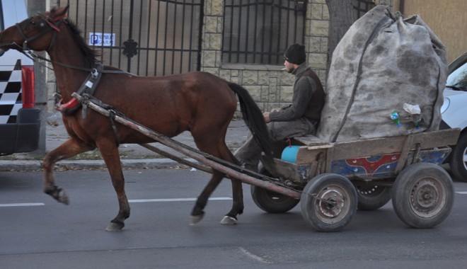 Circulația vehiculelor cu tracțiune animală din Medgidia, în atenția Poliției Locale - carutatigani31352129654135307168-1353101736.jpg
