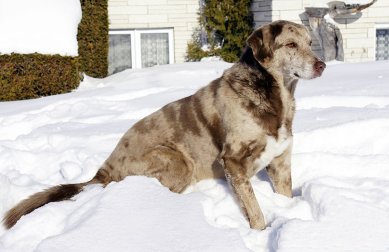 Cât de sensibili sunt câinii, iarna - catdesensibil-1418737659.jpg