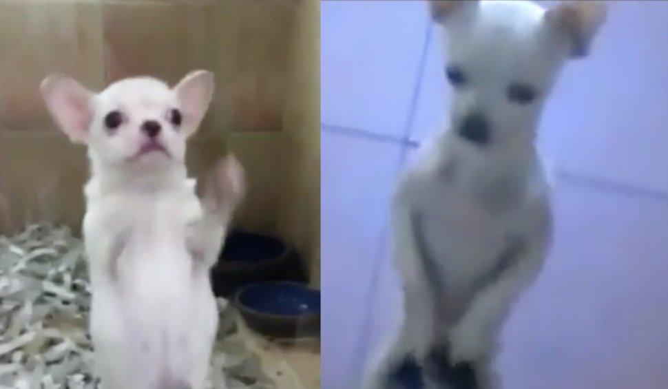 Doi căţei din rasa Chihuahua, dresați să danseze pe ritmuri latino, virali pe internet - catel-1675013660.jfif