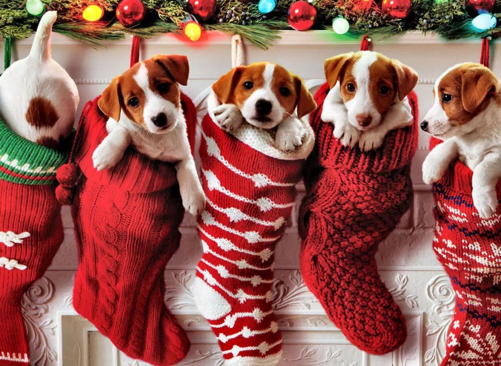 Nu știți ce cadou să vă faceți de Crăciun? Adoptați un câine! - catelusi-1671541260.jpg